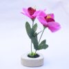 Plantas Ornamentales