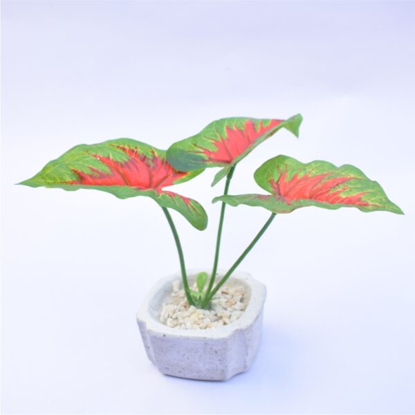 Plantas Ornamentales