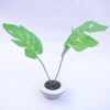 Plantas Ornamentales