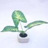 Plantas Ornamentales